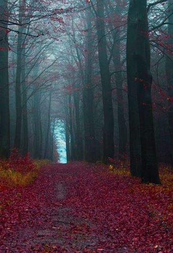 عکس هایی از عجیب ترین جنگل دنیا (جنگل سیاه)
