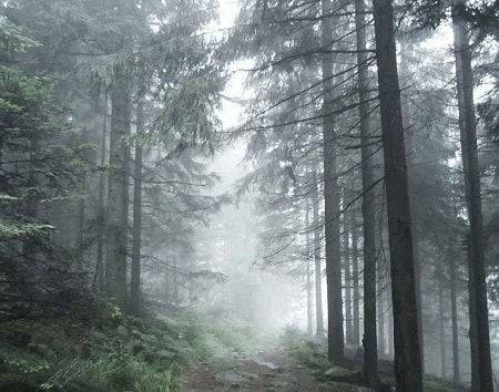 عکس هایی از عجیب ترین جنگل دنیا (جنگل سیاه)